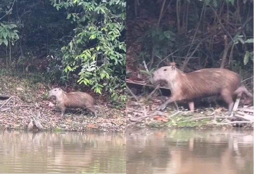Capivara pode latir? pescador registra som do animal e gera curiosidade na Internet