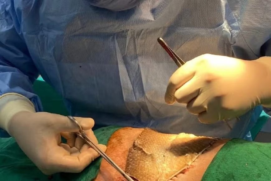 Cientistas da Unir utilizam pele de tambaqui para promover a cicatrização de feridas em animais.
