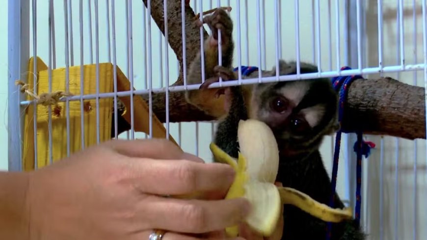Macaco-coruja ganha nova chance de vida após ser resgatado por veterinária em RO: 'chegou com muita fome'