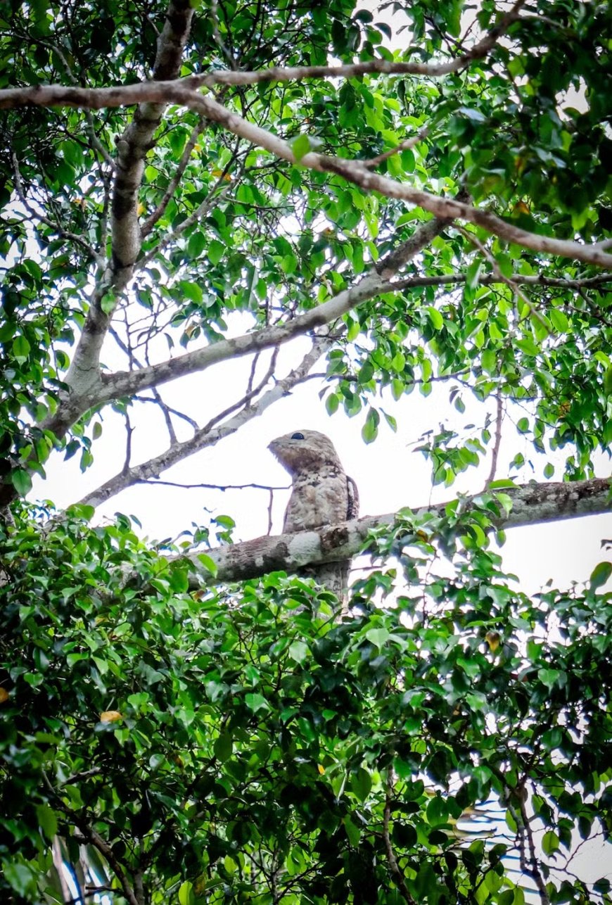 Fotógrafo captura imagem de 'ave fantasma' em passeio pelo Parque Natural de Porto Velho