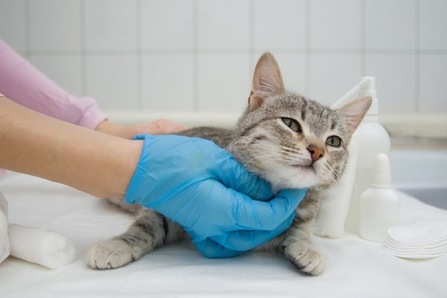 CASTRAÇÃO GRATUITA PARA PETS COMEÇA EM PORTO VELHO; SAIBA COMO SE CADASTRAR