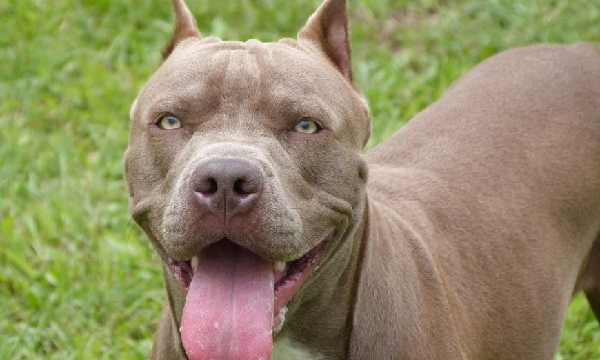Tutora de pitbull é obrigada a indenizar vizinho após ataque do cão que resultou na morte de gato em RO