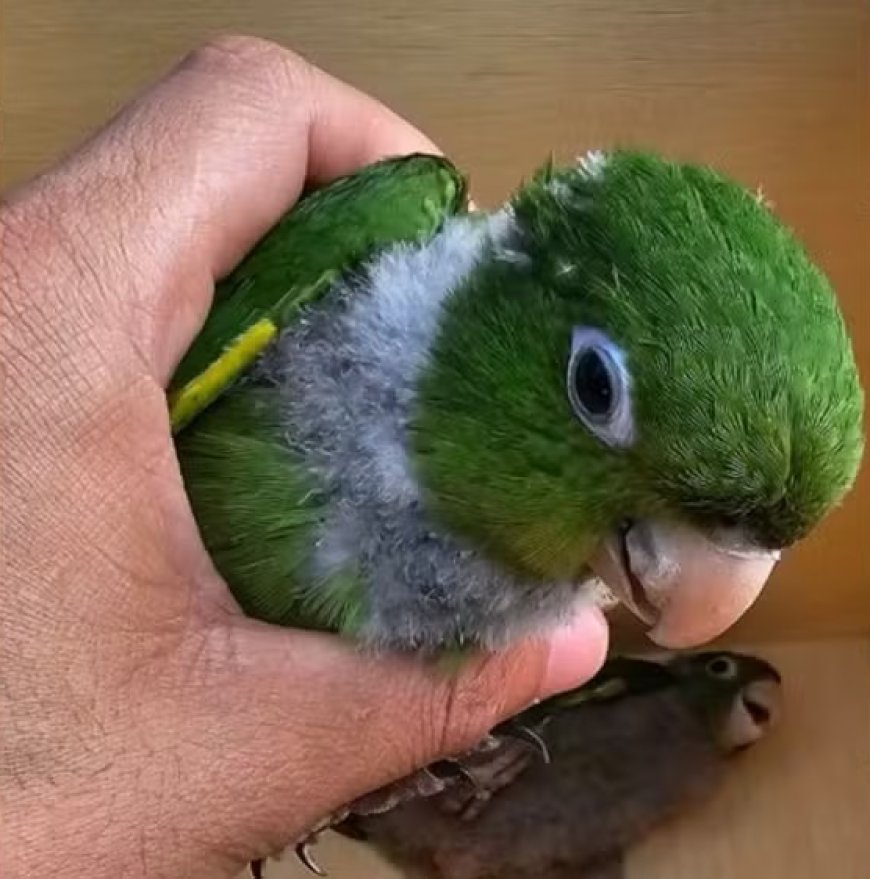 Aves são libertadas pela Polícia após ficarem presas em forro de Rádio em RO