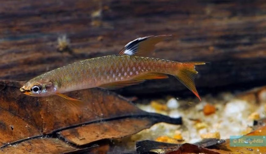 ‘Copella Arnoldi’: conheça o peixe amazônico que põe ovos fora da água