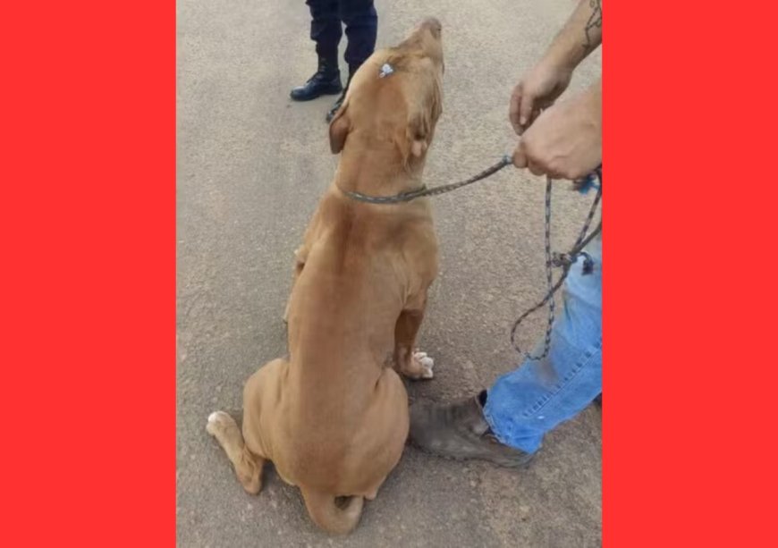 Pitbull leva tiro na cabeça em RO e sobrevive de forma milagrosa