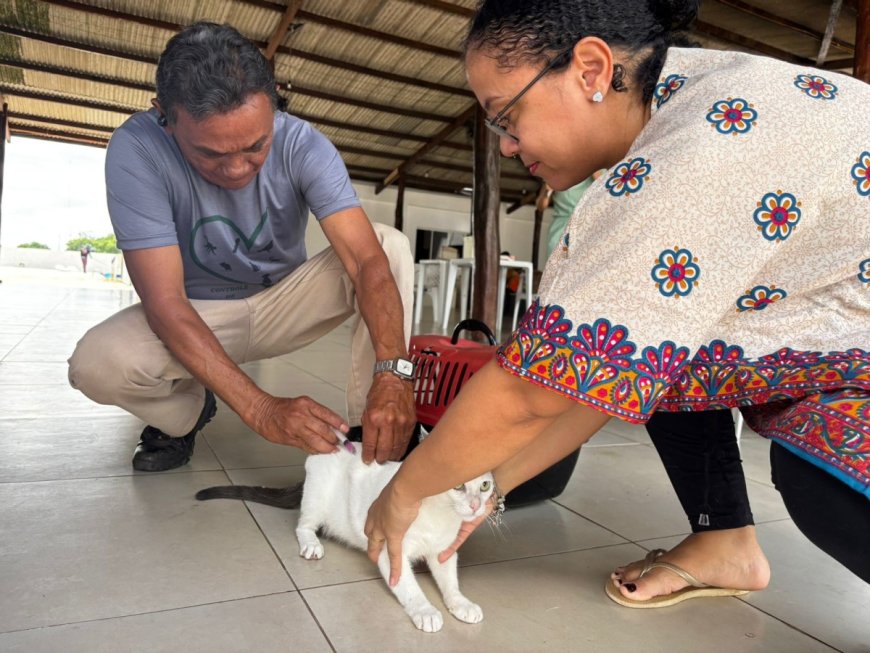 Sistema on-line agiliza vacinação de cães e gatos