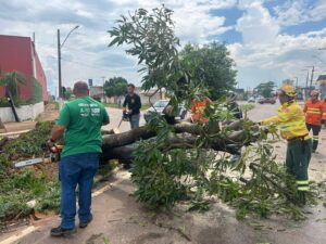 Prefeitura atua com rapidez na remoção de árvores…