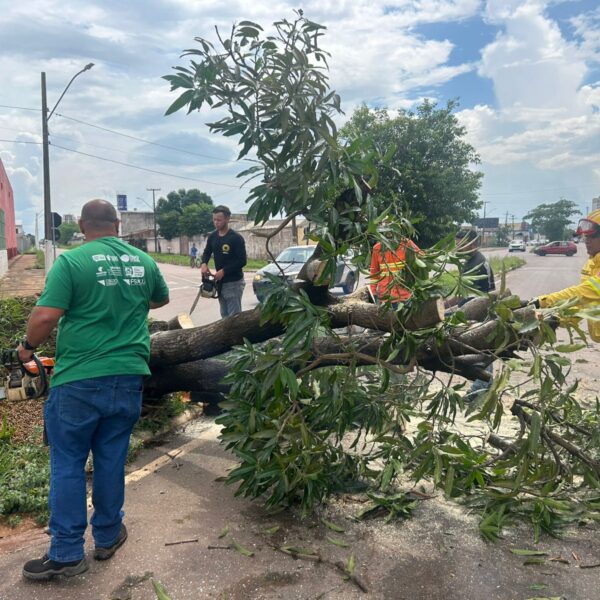 Prefeitura atua com rapidez na remoção de árvores caídas após fortes chuvas e ventos em Porto Velho