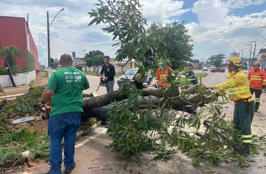 Prefeitura atua com rapidez na remoção de árvores caídas após fortes chuvas e ventos em Porto Velho