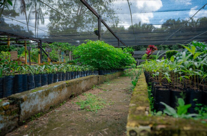 Ibama promove doação de 50 mil mudas em Porto Velho e destaca redução de 77% nos focos de calor em Rondônia