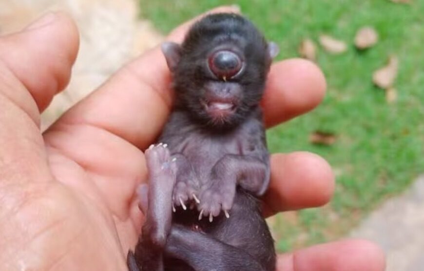‘Gato ciclope’: filhote nasce com um olho só em Rondônia