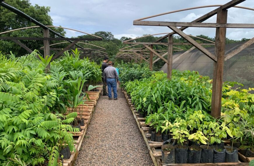 Alinhamento de estratégias amplia produção de mudas e restauração ambiental