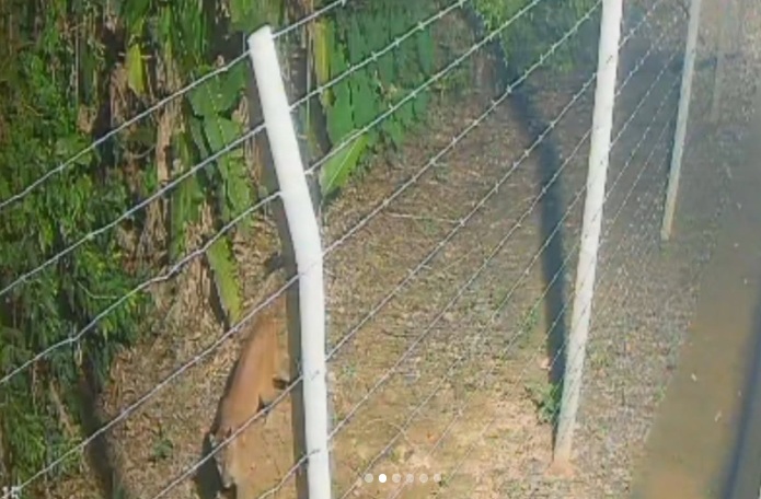 Onça-parda é avistada no Parque&hellip;