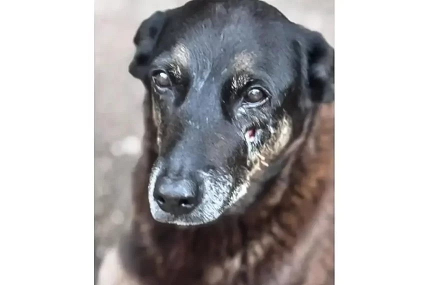 Caso Orelha: o que se sabe até agora sobre a morte do cão em SC