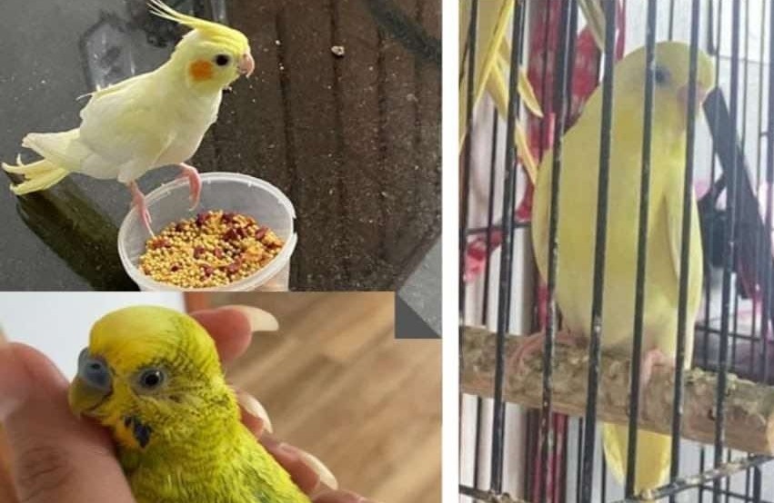 DESAPARECIDOS! Passarinhos somem no bairro Cuniã e tutora pede ajuda da vizinhança