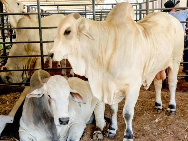 PECUÁRIA EM FOCO: Rondônia corta ICMS e fortalece setor de produção de gado