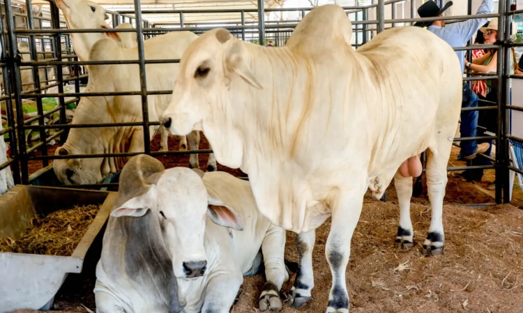 PECUÁRIA EM FOCO: Rondônia corta ICMS e fortalece setor de produção de gado