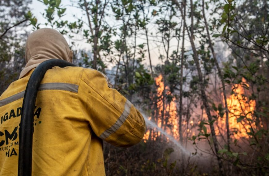 ICMBio abre processo seletivo para brigadistas em Porto Velho
