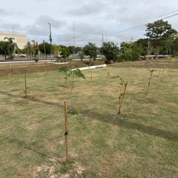 Porto Velho revitaliza áreas degradadas com a criação de microflorestas urbanas