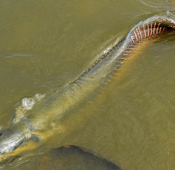 Ibama enquadra pirarucu como espécie invasora em trecho do rio Madeira e libera pesca sem restrições em RO
