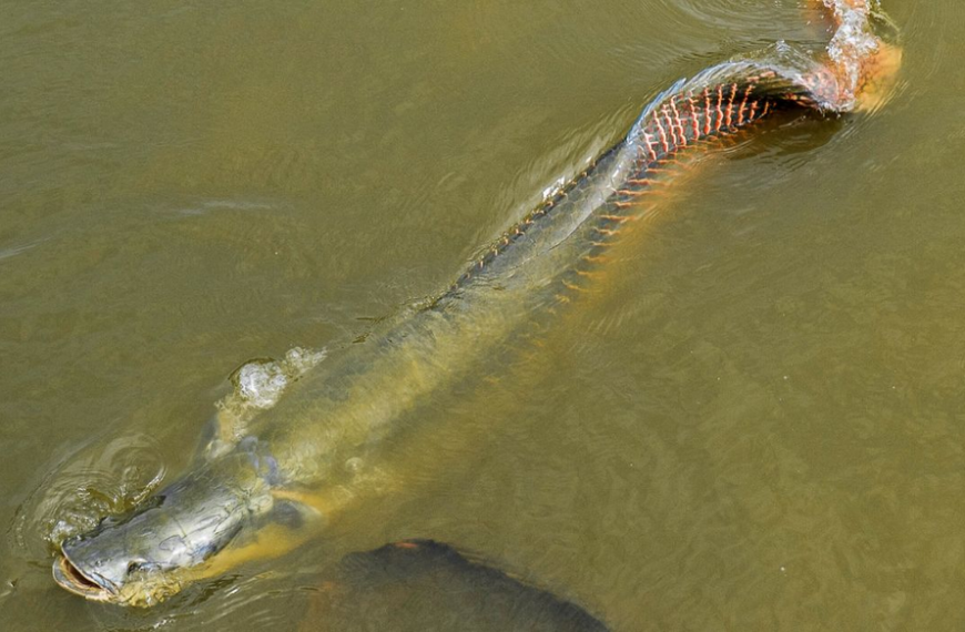 Ibama enquadra pirarucu como espécie invasora em trecho do rio Madeira e libera pesca sem restrições em RO