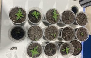 Polícia apreende cultivo de maconha dentro de apartamento&hellip;