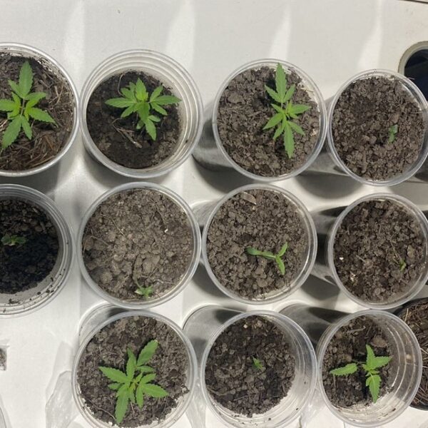 Polícia apreende cultivo de maconha dentro de apartamento em Porto Velho-RO