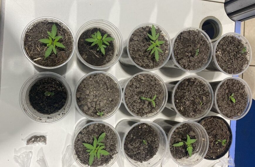 Polícia apreende cultivo de maconha dentro de apartamento em Porto Velho-RO