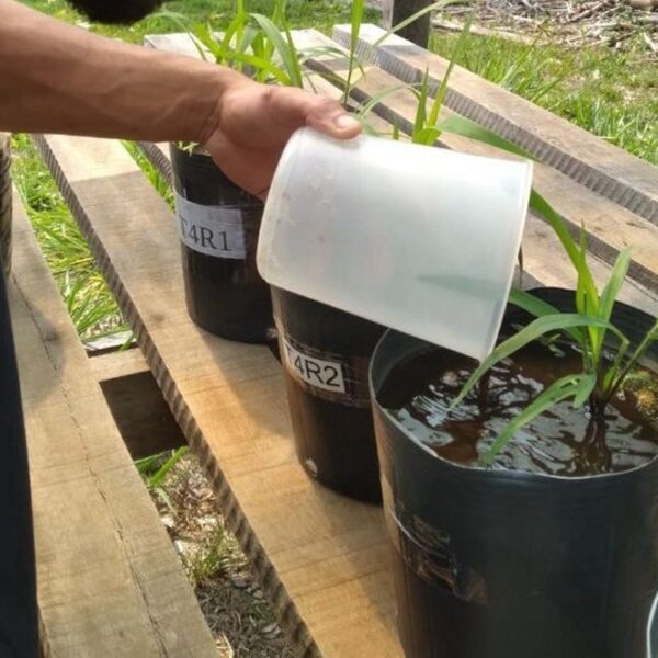 Pesquisadores avaliam uso de pó de rocha como alternativa sustentável de fertilizante em Rondônia