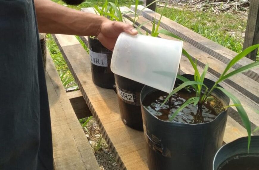 Pesquisadores avaliam uso de pó de rocha como alternativa sustentável de fertilizante em Rondônia