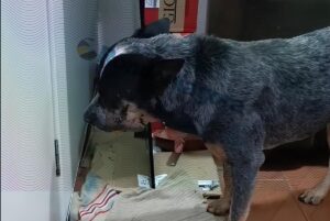 PRISÃO: Homem que mutilou cachorro com roçadeira é&hellip;