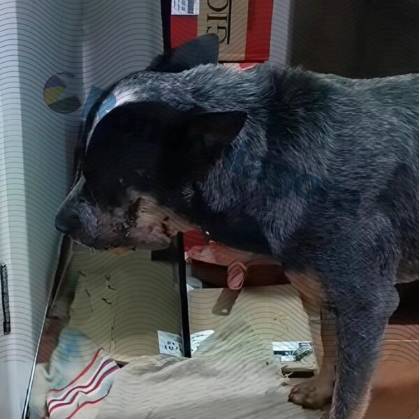 PRISÃO: Homem que mutilou cachorro com roçadeira é detido preventivamente após ação rápida do MP