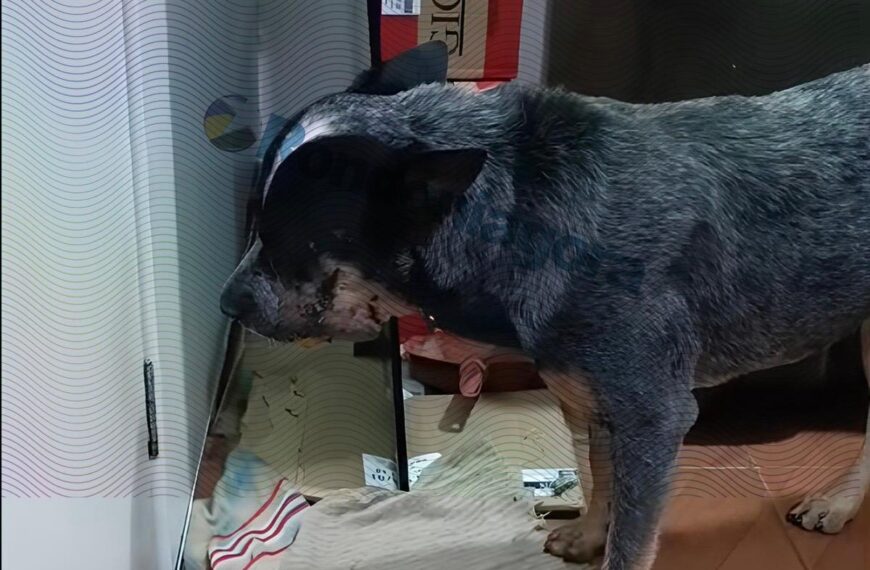 PRISÃO: Homem que mutilou cachorro com roçadeira é detido preventivamente após ação rápida do MP