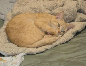 RECOMPENSA: R$ 500 por gata desaparecida no bairro&hellip;