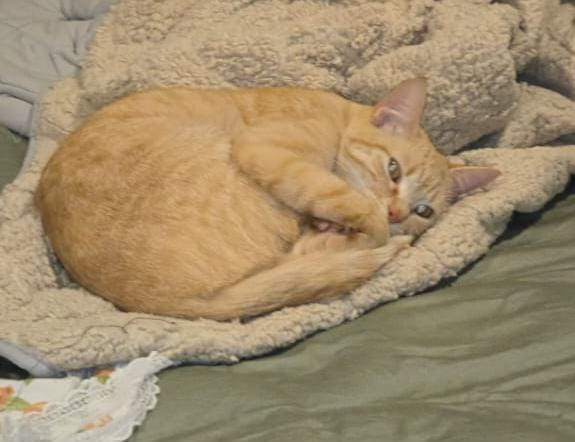 RECOMPENSA: R$ 500 por gata desaparecida no bairro de Porto Velho