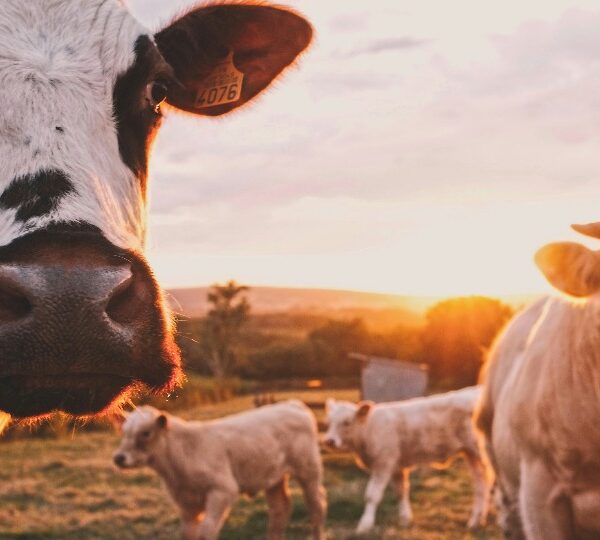 Polícia Civil recupera animais furtados durante ação na região de Buritis