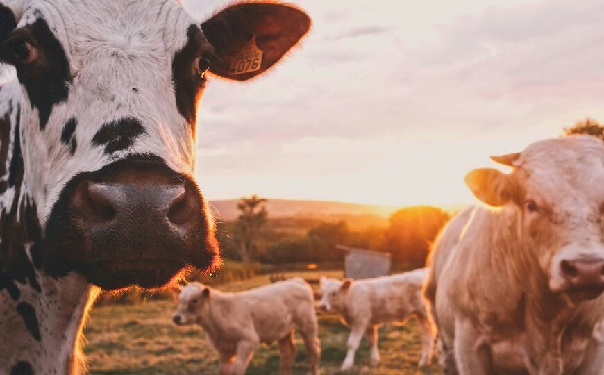 Polícia Civil recupera animais furtados durante ação na região de Buritis