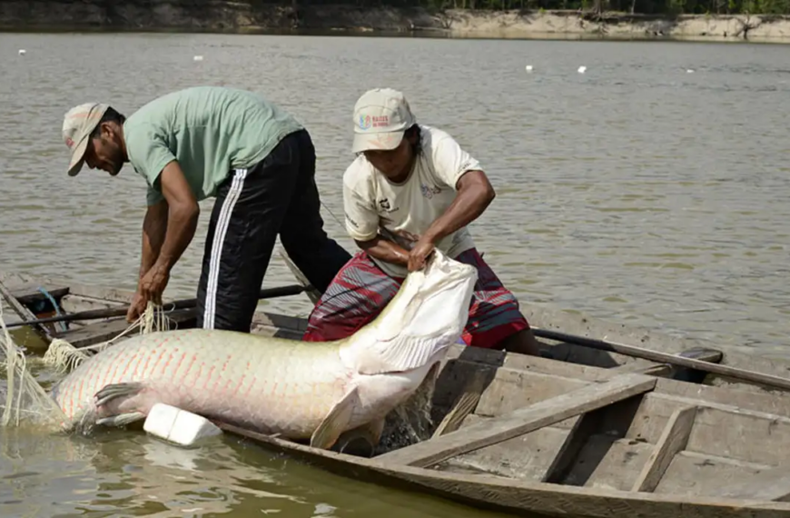 PEIXÃO PREDADOR: Ibama autoriza a pesca de pirarucu invasor no alto rio Madeira