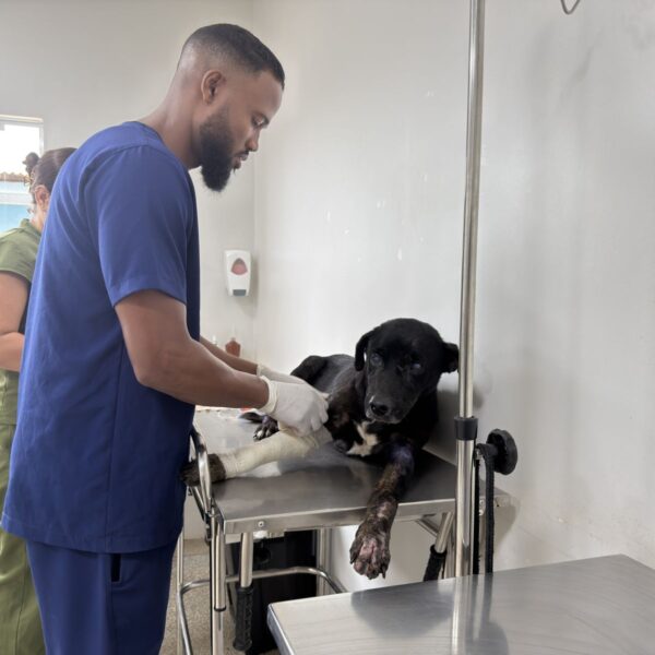 Prefeitura resgata cachorro abandonado e retoma tratamento veterinário