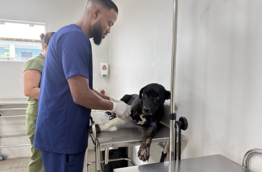 Prefeitura resgata cachorro abandonado e retoma tratamento veterinário