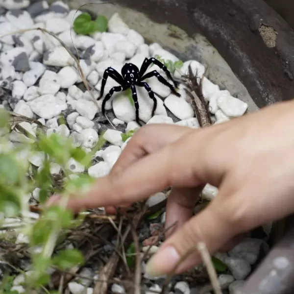 Capacitação sobre manejo de acidentes com animais peçonhentos será realizada pela Agevisa no dia 22 de abril