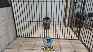 APENADO MONITORADO É PRESO APÓS IDOSO PEDIR AJUDA&hellip;