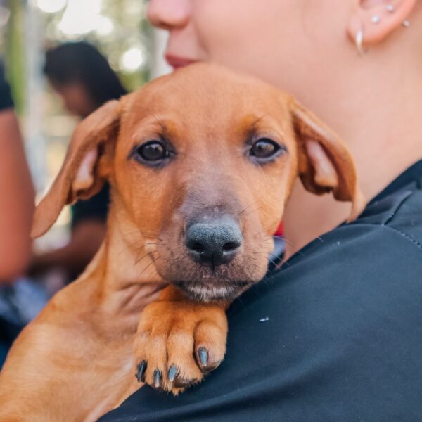 Prefeitura de Porto Velho promove feira de adoção de cães e gatos neste sábado