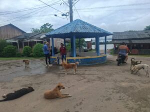 Castração de cães e gatos avança no Baixo&hellip;