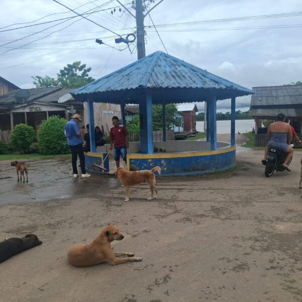 Castração de cães e gatos avança no Baixo Madeira e busca reduzir população de animais errantes