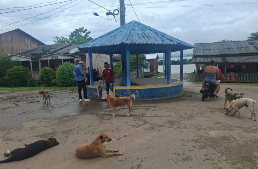 Castração de cães e gatos avança no Baixo Madeira e busca reduzir população de animais errantes