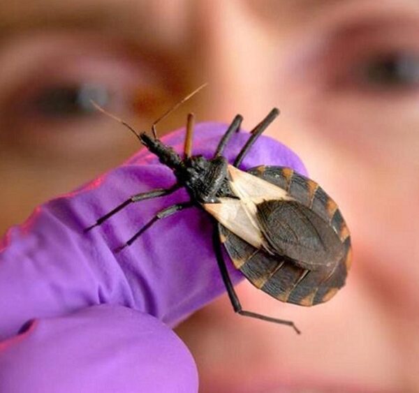 Vigilância em Saúde reforça prevenção à Doença de Chagas em Rondônia