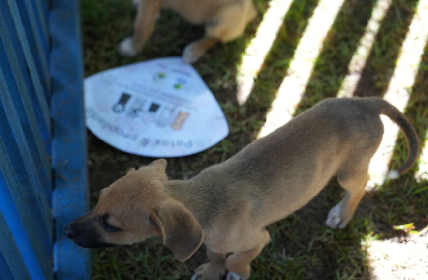 Prefeitura de Porto Velho abrirá cadastro para protetoras independentes de animais