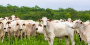 Nova ação impulsiona pecuária sustentável e inovação no&hellip;