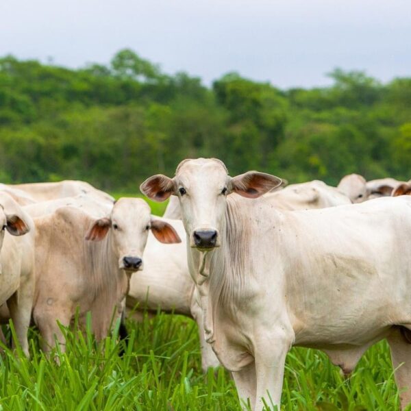 Nova ação impulsiona pecuária sustentável e inovação no campo em Porto Velho